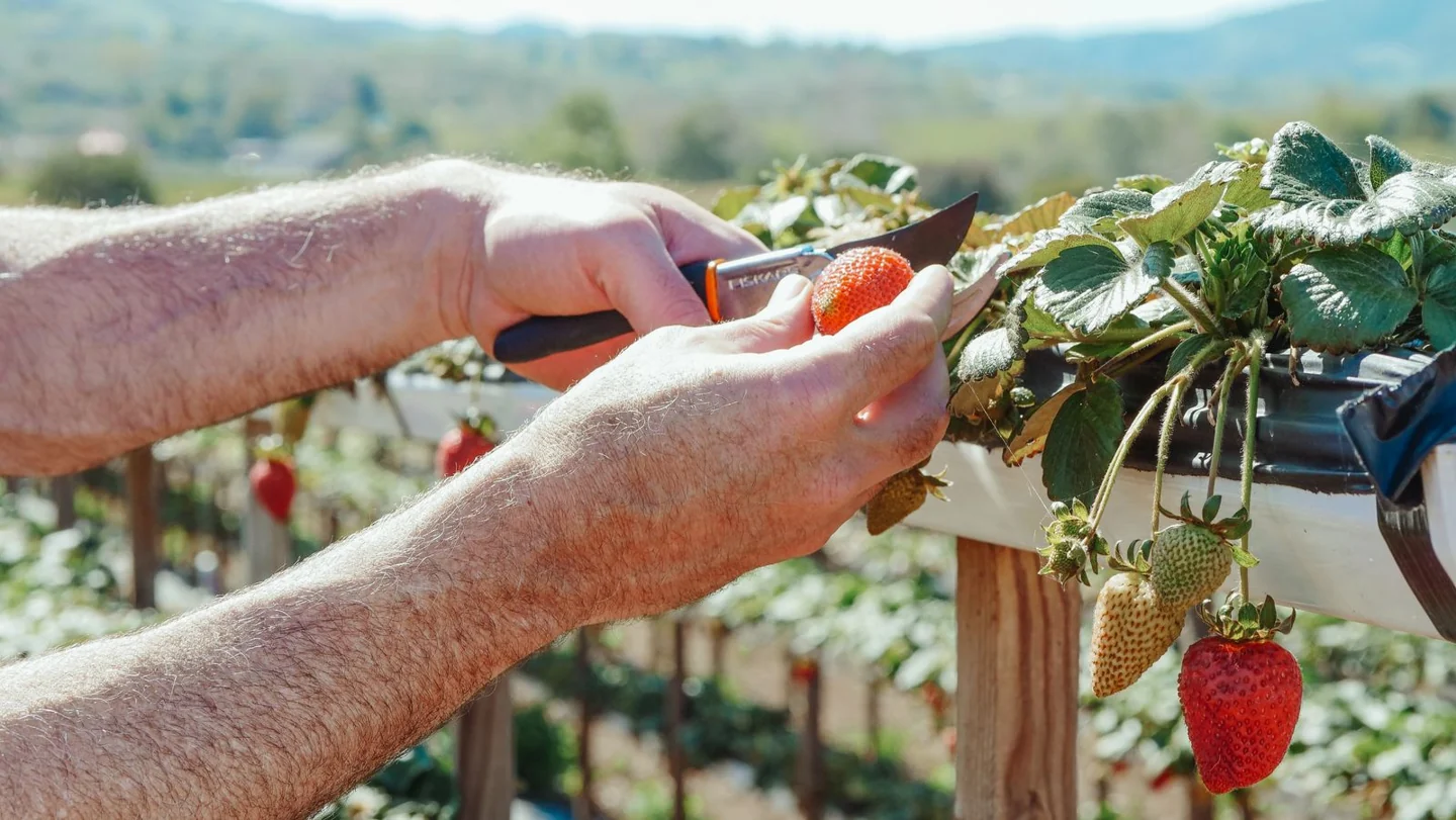 Harvest & selection